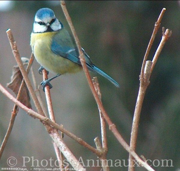 Photo de Msange bleue