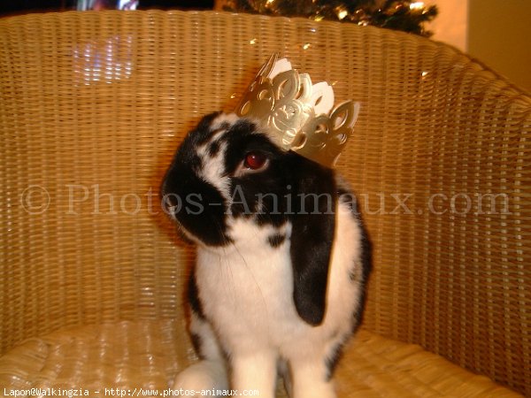 Photo de Lapin