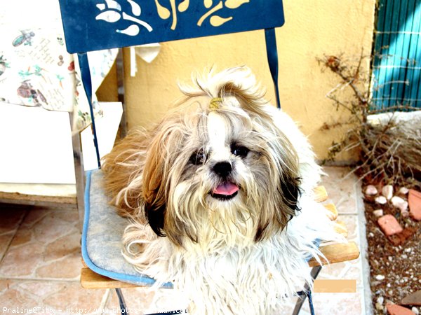 Photo de Shih tzu