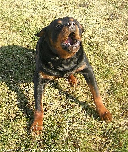 Photo de Rottweiler