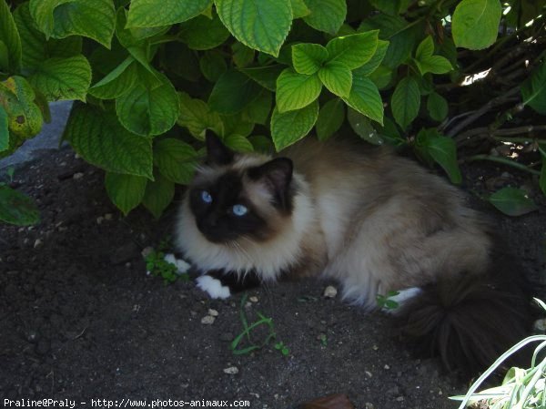 Photo de Sacr de birmanie