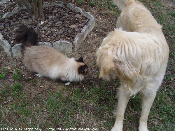 Photo de Races diffrentes