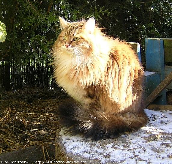 Photo de Chat domestique