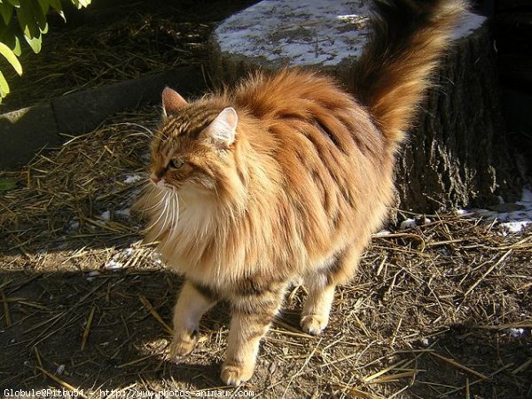 Photo de Chat domestique