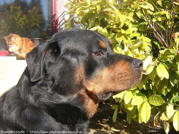 Photo de Rottweiler