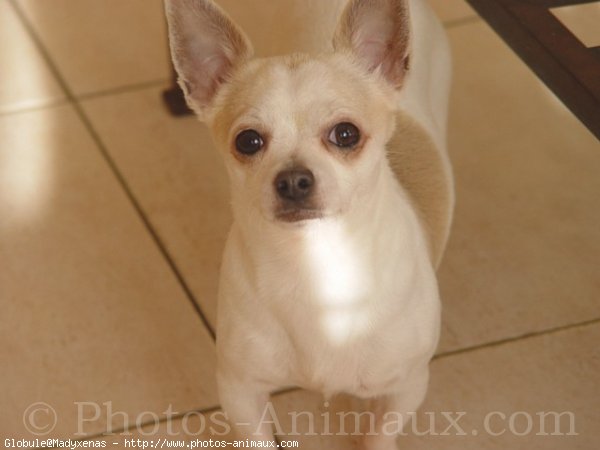 Photo de Chihuahua  poil court