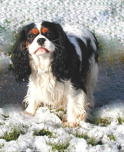 Photo de Cavalier king charles spaniel