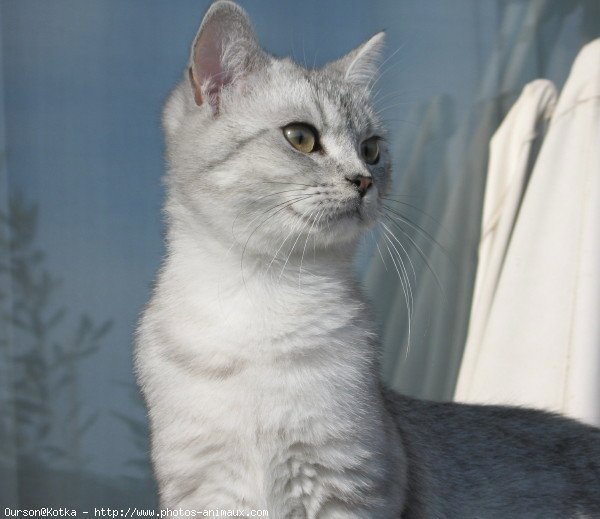 Photo de British shorthair