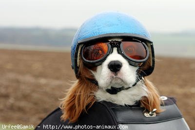 Photo de Cavalier king charles spaniel