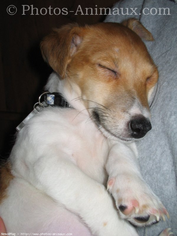 Photo de Jack russell terrier