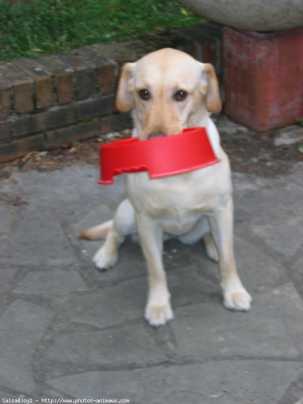 Photo de Labrador retriever