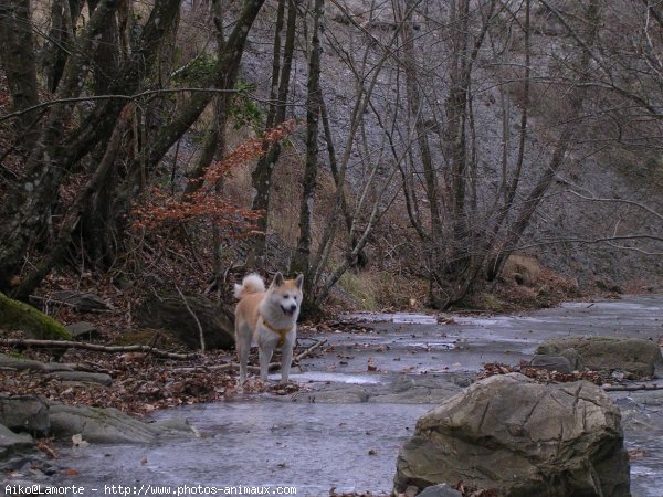 Photo d'Akita inu