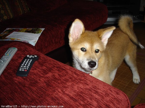 Photo d'Akita inu