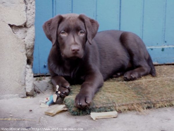 Photo de Labrador retriever