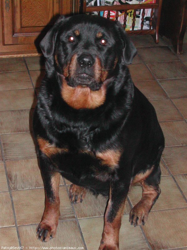 Photo de Rottweiler