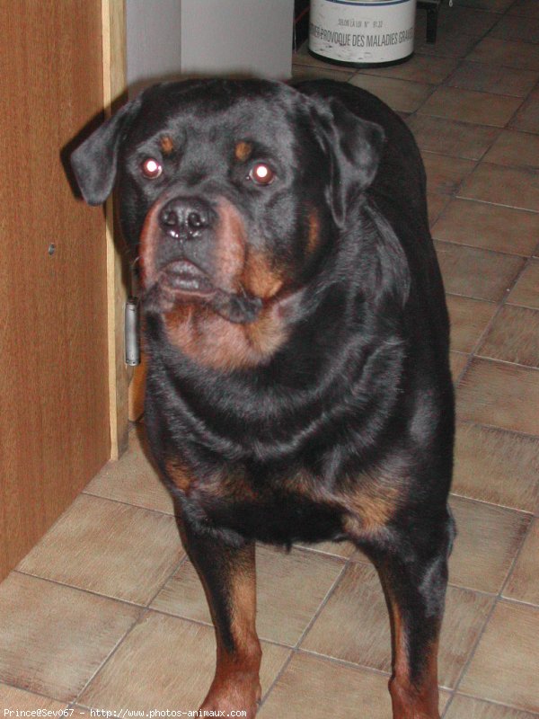 Photo de Rottweiler