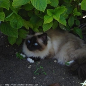 Photo de Sacr de birmanie