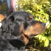 Photo de Rottweiler