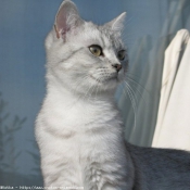 Photo de British shorthair