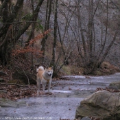 Photo d'Akita inu