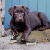 Photo de Labrador retriever