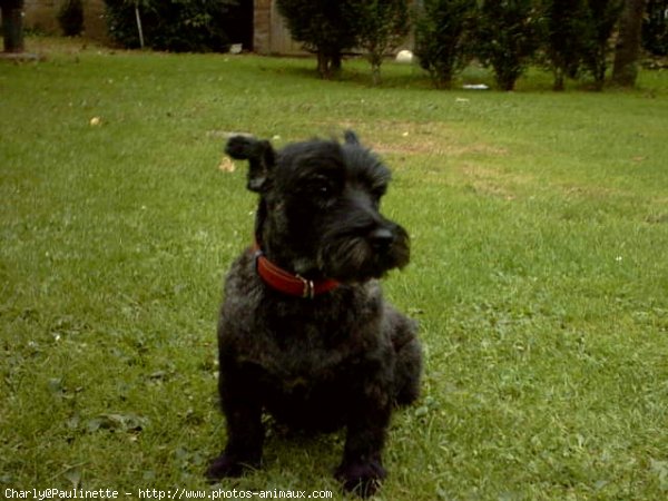 Photo de Cairn terrier