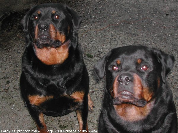 Photo de Rottweiler