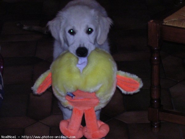 Photo de Golden retriever