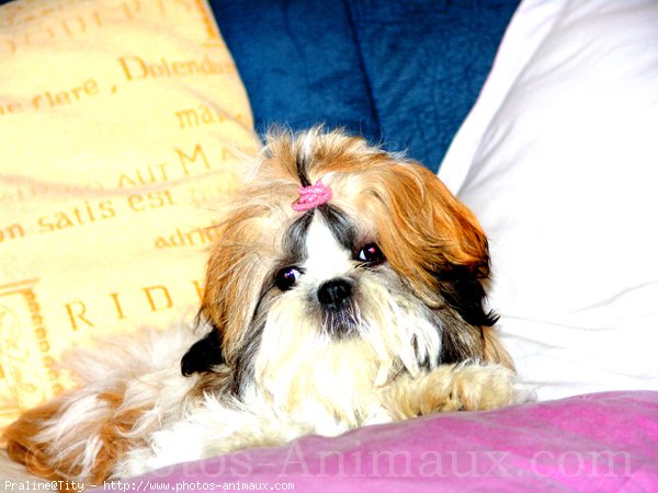 Photo de Shih tzu