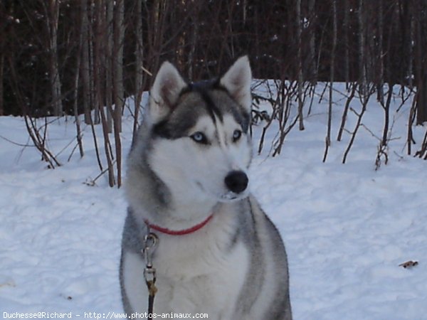 Photo de Husky siberien