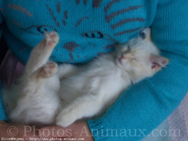 Photo de Ragdoll