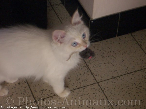 Photo de Ragdoll