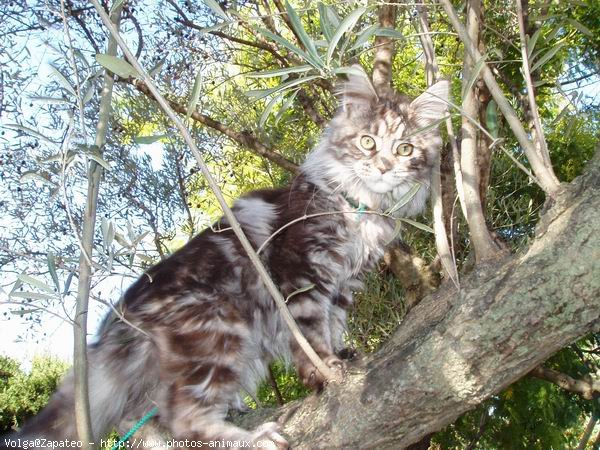 Photo de Maine coon