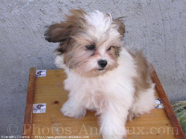 Photo de Shih tzu