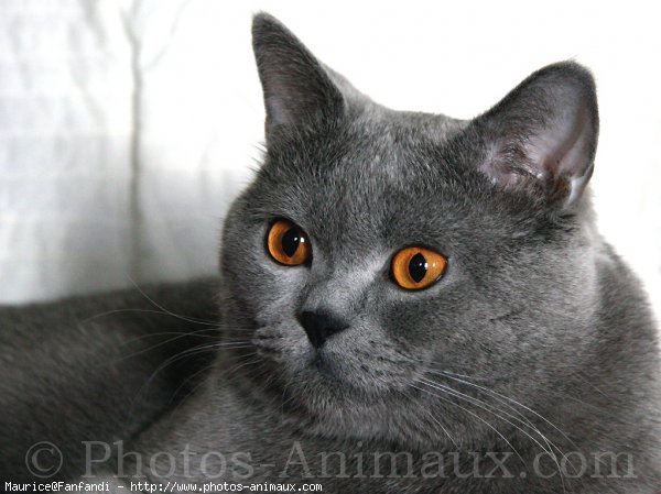 Photo de British shorthair