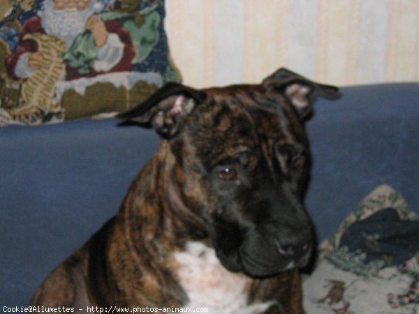 Photo d'American staffordshire terrier