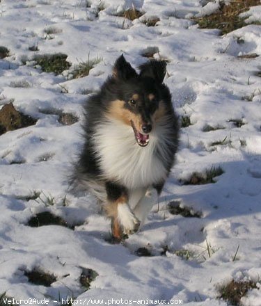 Photo de Chien de berger des shetland