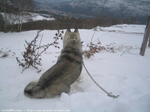 Photo de Husky siberien