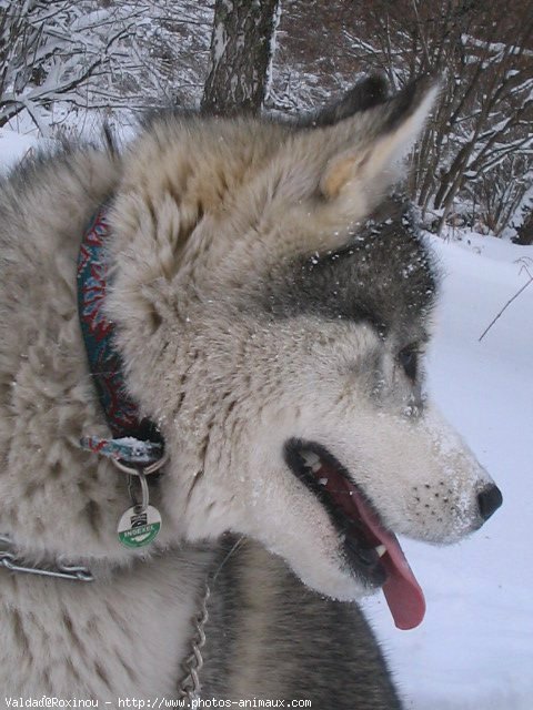 Photo de Husky siberien