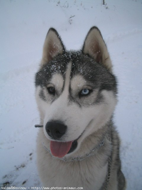 Photo de Husky siberien