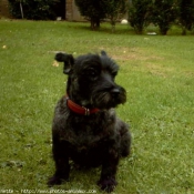 Photo de Cairn terrier