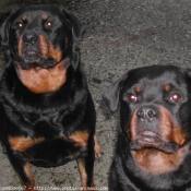 Photo de Rottweiler