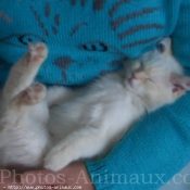 Photo de Ragdoll