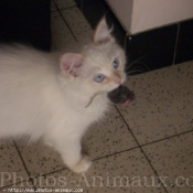 Photo de Ragdoll