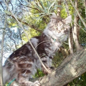 Photo de Maine coon