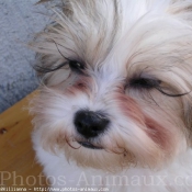 Photo de Shih tzu