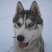 Photo de Husky siberien