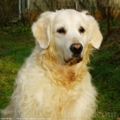 Photo de Golden retriever