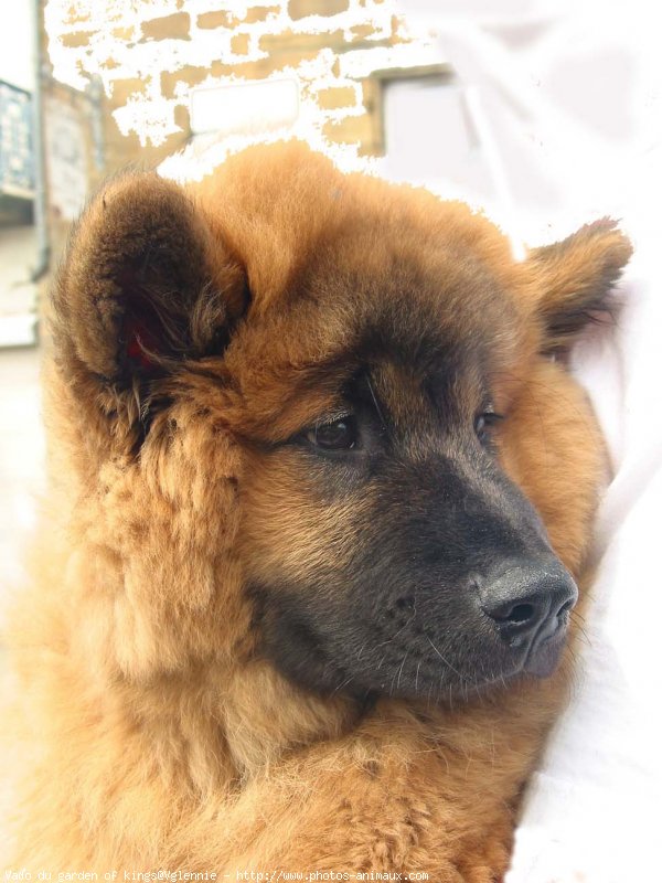 Photo d'Eurasier