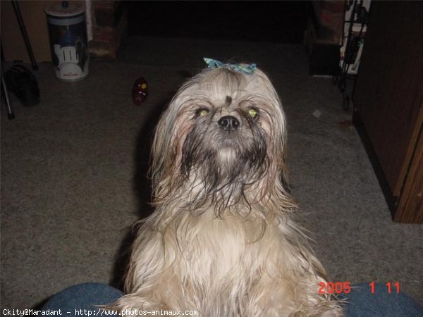 Photo de Shih tzu